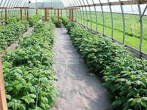 Growing raspberries in high tunnels can extend the growing season by several weeks, increasing yields and profits (and labor requirements) and enabling growers to raise varieties that aren’t winter hardy otherwise. Photo courtesy of Pennsylvania grower Wayne Breisch.