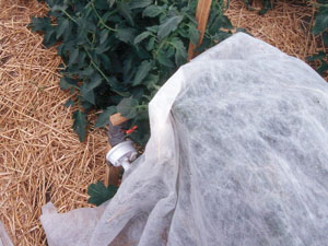 Single layer of Row Covers cover tomato plants in Columbia, Missouri (Photo Courtesy of Lewis Jett)
