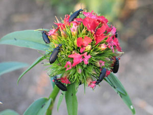 Blister beetles on dianthus (Photo courtesy of Laurie Hodges)