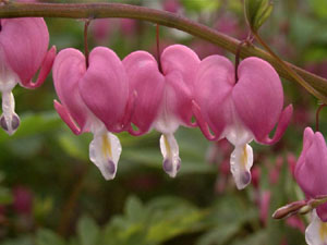 Close-up of Dicentra spectabilis' heart-shaped flowers.  (photo courtesy of Ingrid Mallberg)