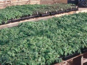 Five week old tomato seedlings are ready for transplant (Photo Courtesy of Lewis Jett)