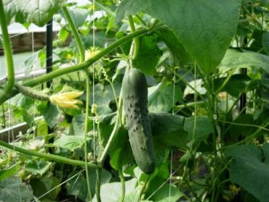 Growing_Cucumbers_In_High_Tunnel-1