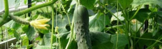 Growing Cucumbers within a High Tunnel