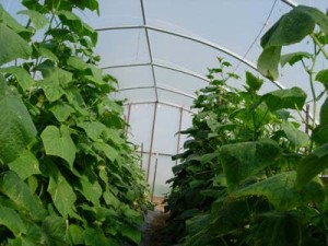 Growing_Cucumbers_In_High_Tunnel