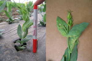Symptoms associated with TSWV and INSV often include ring spots or necrotic lesions on foliage; on lisianthus, the symptoms appeared as yellow, elliptical lesions on foliage (left) that become more sunken and tan, and eventually necrotic, with time (right). Photos courtesy of Katherine Stolp 