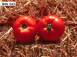 Tomato-Cultivar-BHN-543