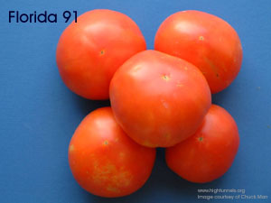 Tomato-Cultivar-Florida
