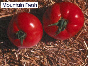 Tomato-Cultivar-Mountain-Fresh