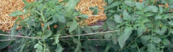 Evaluating Suitable Tomato Cultivars for Early Season High Tunnel Production in the Central Great Plains