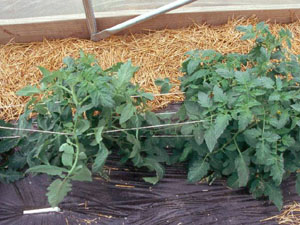 Tomato plants supported by parallel strings (Photo Courtesy of Lewis Jett)