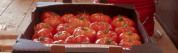 Tomato Cost-Return Projection for 1000 square foot High Tunnel