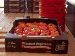 Single layer of Tomatoes ready for shipment in Truxton Missouri.