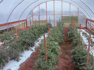 Tomato production in a high tunnel