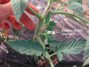 Figure 5. Pruning tomato plants.
