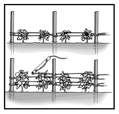 Figure 4. Staking and stringing of tomato plants will improve fruit quality and early marketable yield.