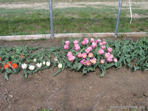 tulips-grow-short