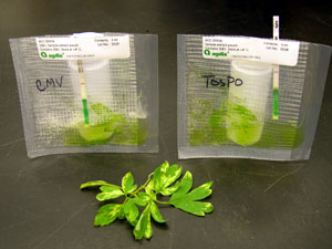Test kits from Agdia, a commercial supplier, are used to test for Cucumber MosaicVirus and the tospoviruses INSV (Impatiens Necrotic Spot Virus) and TSWV (Tomato Spotted Wilt Virus). (photo Courtesy of Marci Spaw) 