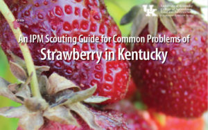 an-ipm-scouting-guide-for-common-problems-of-strawberry-in-kentucky