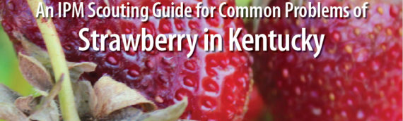 An IPM Scouting Guide for Common Problems of Strawberry in Kentucky