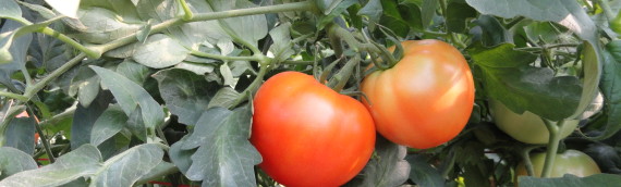 Report, High Tunnel Fresh Market Slicer Tomato Variety Trial 2011