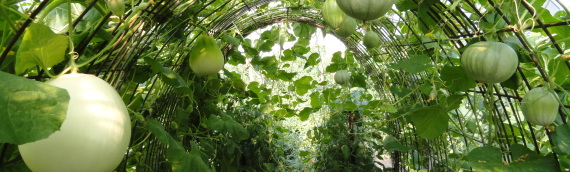 High Tunnel Cantaloupe and Specialty Melon Cultivar Evaluation
