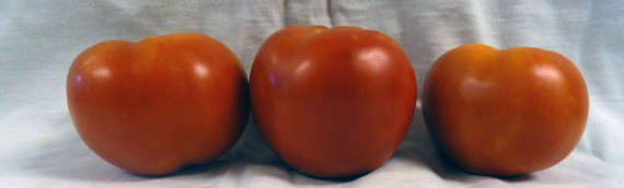 2015 Evaluation of Determinate Tomato Varieties for High Tunnel Production in Kansas