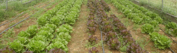 What is Organic Farming?