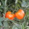 2016 Evaluation of Determinate Tomato Varieties for High Tunnel Production in Kansas