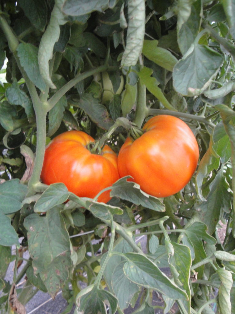 2016 Evaluation of Determinate Tomato Varieties for High Tunnel