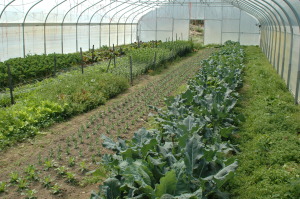 High Tunnels that provides season extension, shade and at times increased yield