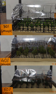 Figure 2: High tunnel models with 30 percent to 50 percent shade cloths on the sidewalls and endwalls for rapid insect behavior studies.