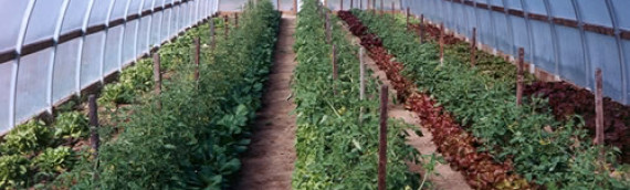 Weed Management Strategies for Organic Tomato, Pepper, and Eggplant in the Southern United States