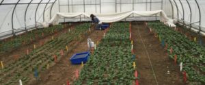 Winter Spiniach Production in High Tunnels