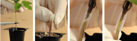 Tomato Grafting for Disease Resistance and Increased Productivity