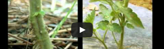 Grafting for Disease Management in Organic Tomato Production Webinar