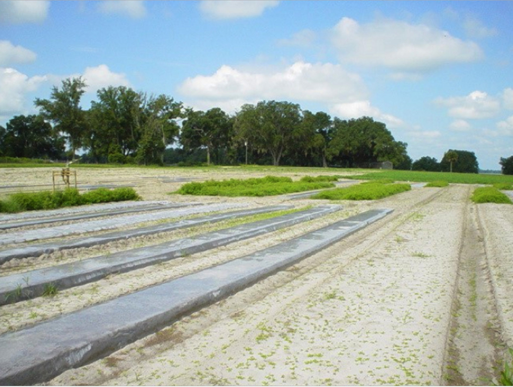 Soil Solarization for High Tunnels