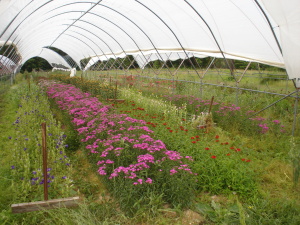 cut flower production
