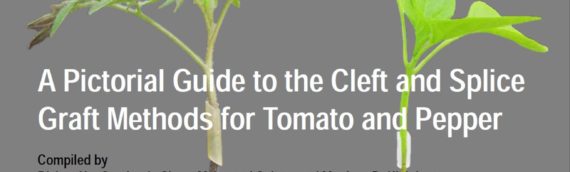 A Pictorial Guide to the Cleft and Splice Graft Methods for Tomato and Pepper