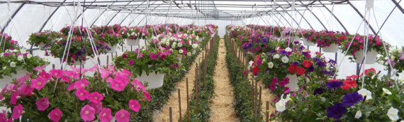 High Tunnel Hanging Baskets