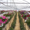 High Tunnel Hanging Baskets