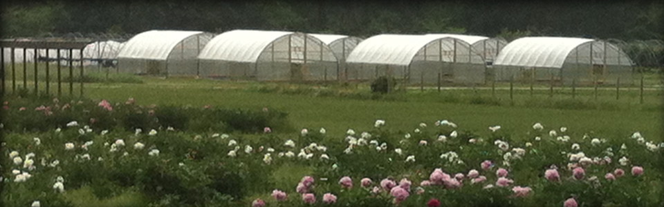 High Tunnel Construction