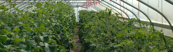 Management Practices of Growers Using High Tunnels in the Central Great Plains of the United States