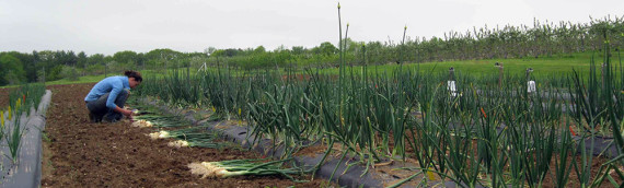 UNH Scientists Successfully Grow Onions Overwintered in Low Tunnels