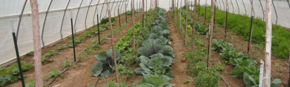 Organic Vegetable Production Systems, Season Extension