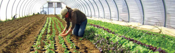 Vegetable Farmer’s Guide to Organic Certification