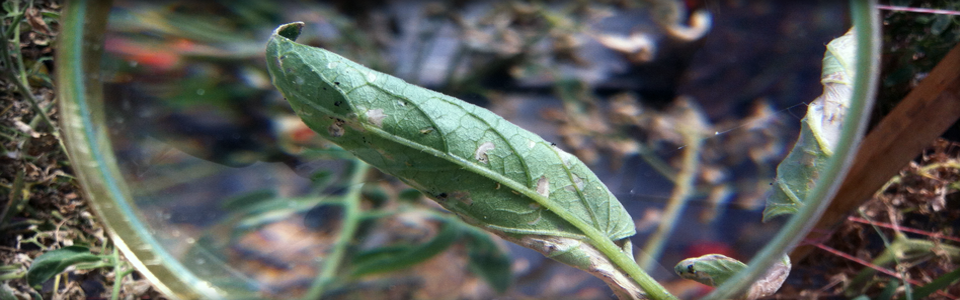 Pest & Disease Management