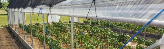 Managing Stress in High Tunnels: Shade Cloth