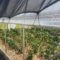 Managing Stress in High Tunnels: Shade Cloth