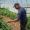Sustainable Blackberries & Raspberries Growers Workbook