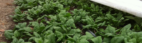 Spinach Cultivar Trial in a 3-Season Haygrove High Tunnel